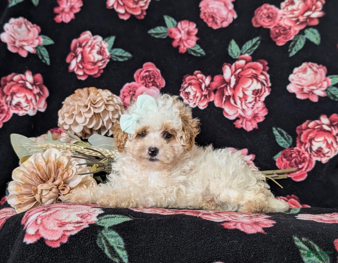 Toy Poodle dogs for sale: Kelcy - Image 2