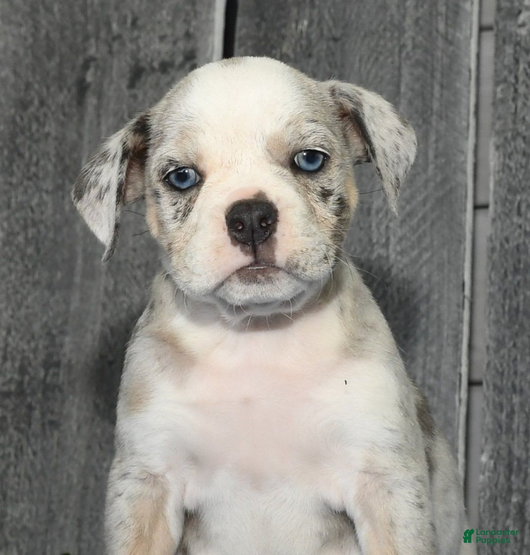 Beabull dogs for sale: Kelly - Image 5