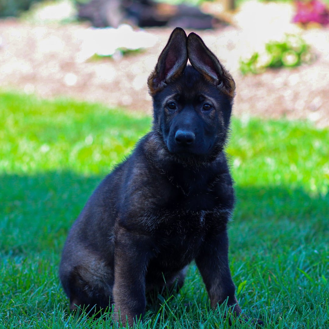 German Shepherd dogs for sale: Greta - Image 4