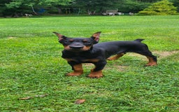 Doberman Pinscher dogs for sale: Athena Orange Collar Female - Image 4