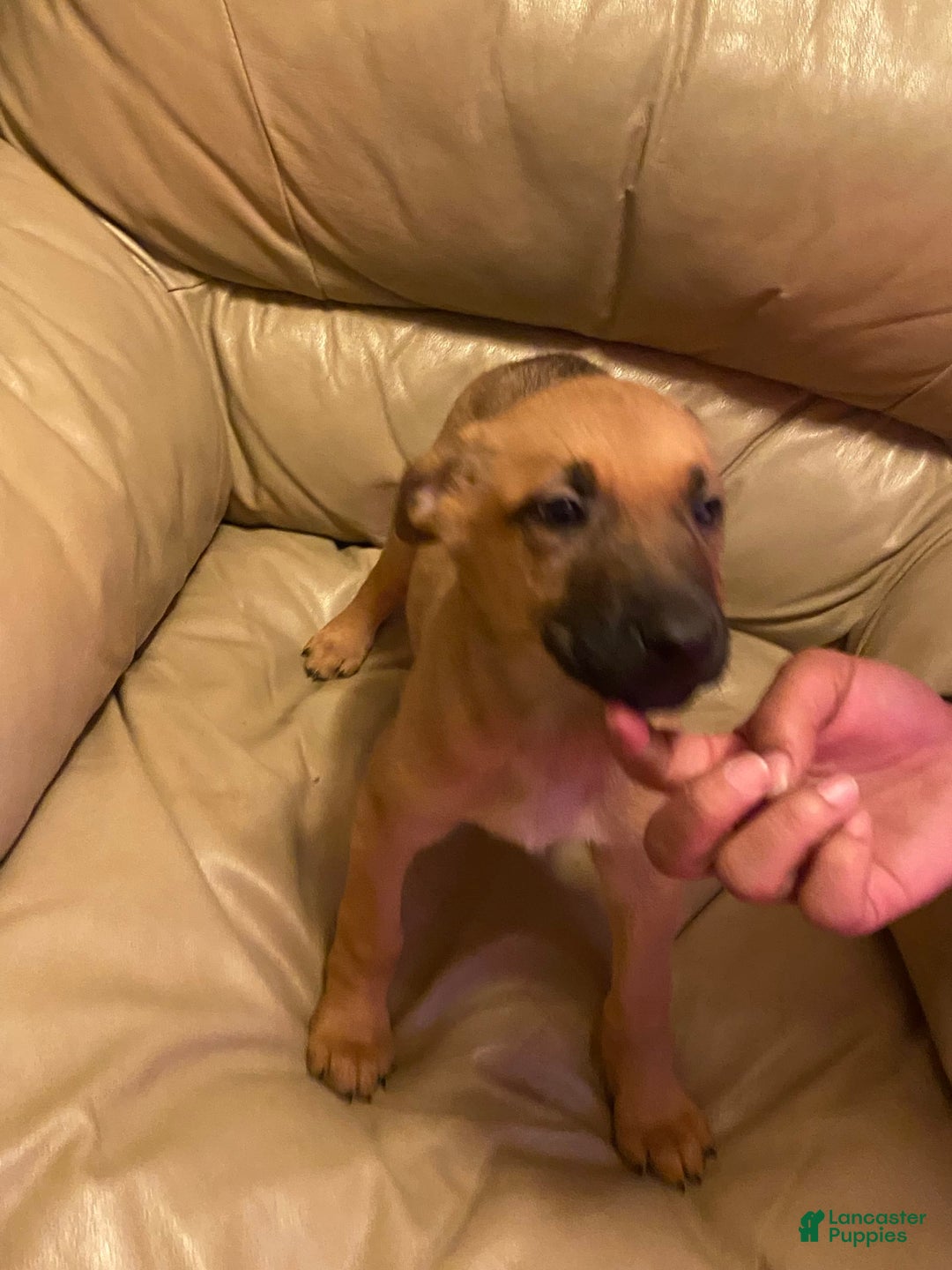German Shepherd dogs for sale: Maggie - Image 5