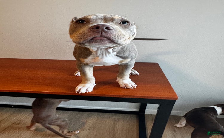 American Bully dogs for sale - Ad 1