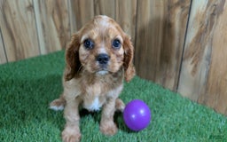 Cavalier King Charles Spaniel dogs for sale: Lucy Girl 3 - Image 8