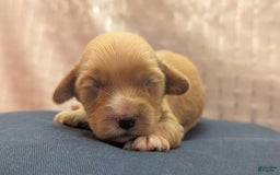 Cockapoo dogs for sale: Ruffnut - Image 10
