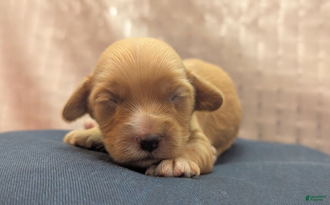 Cockapoo dogs for sale: Ruffnut - Image 10