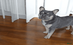 French Bulldog dogs for sale: Rolex - Image 4