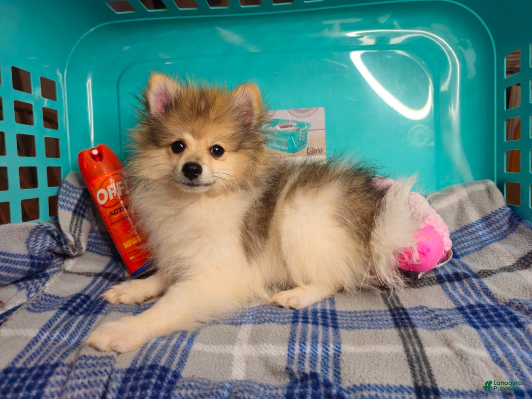 Pomeranian dogs for sale: Earl Flynn - Image 2