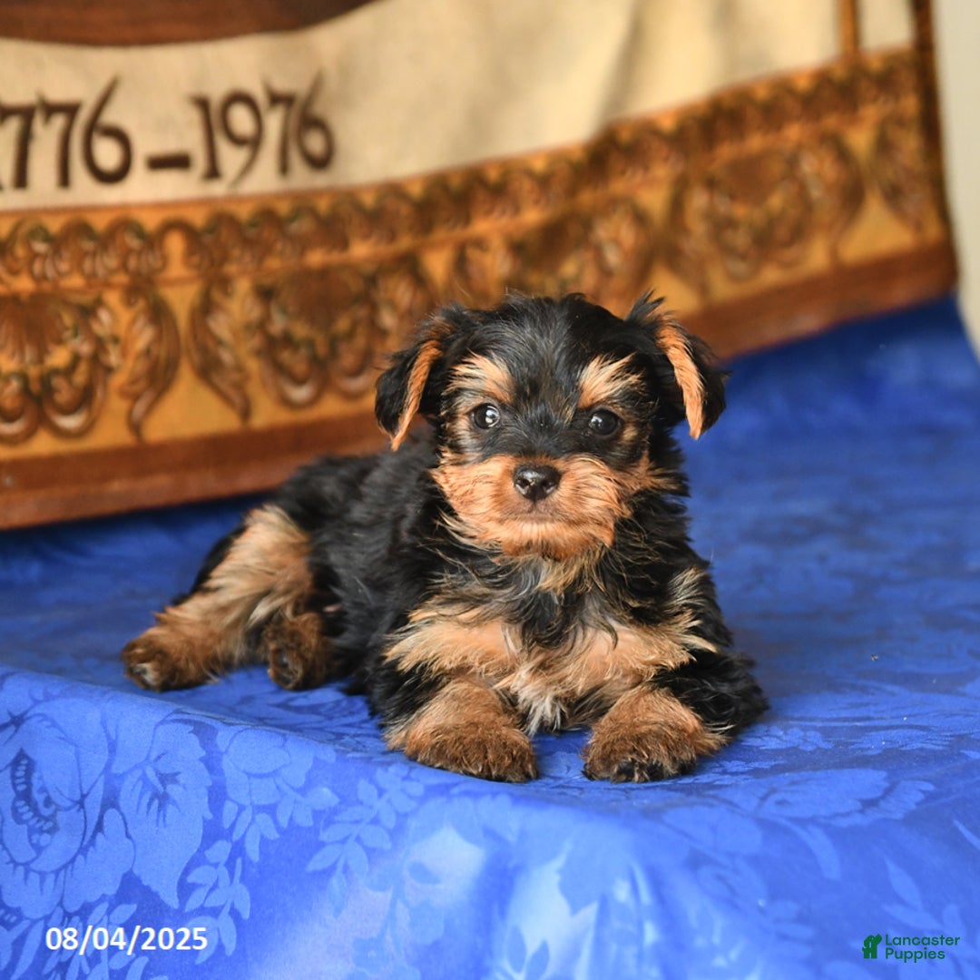 Yorkshire Terrier dogs for sale: Yorkshire Terrier 4 puppies - Image 10