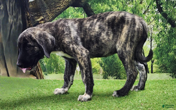 Anatolian Shepherd dogs for sale: AKC Dusty 2025 Male 1 - Image 1