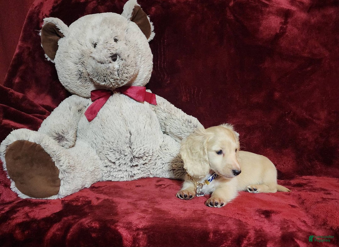 Miniature Dachshund dogs for sale: Tucker - Image 1