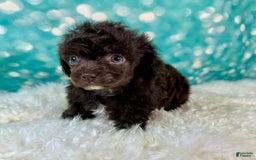 Toy Poodle dogs for sale: Lil Joey! - Image 6