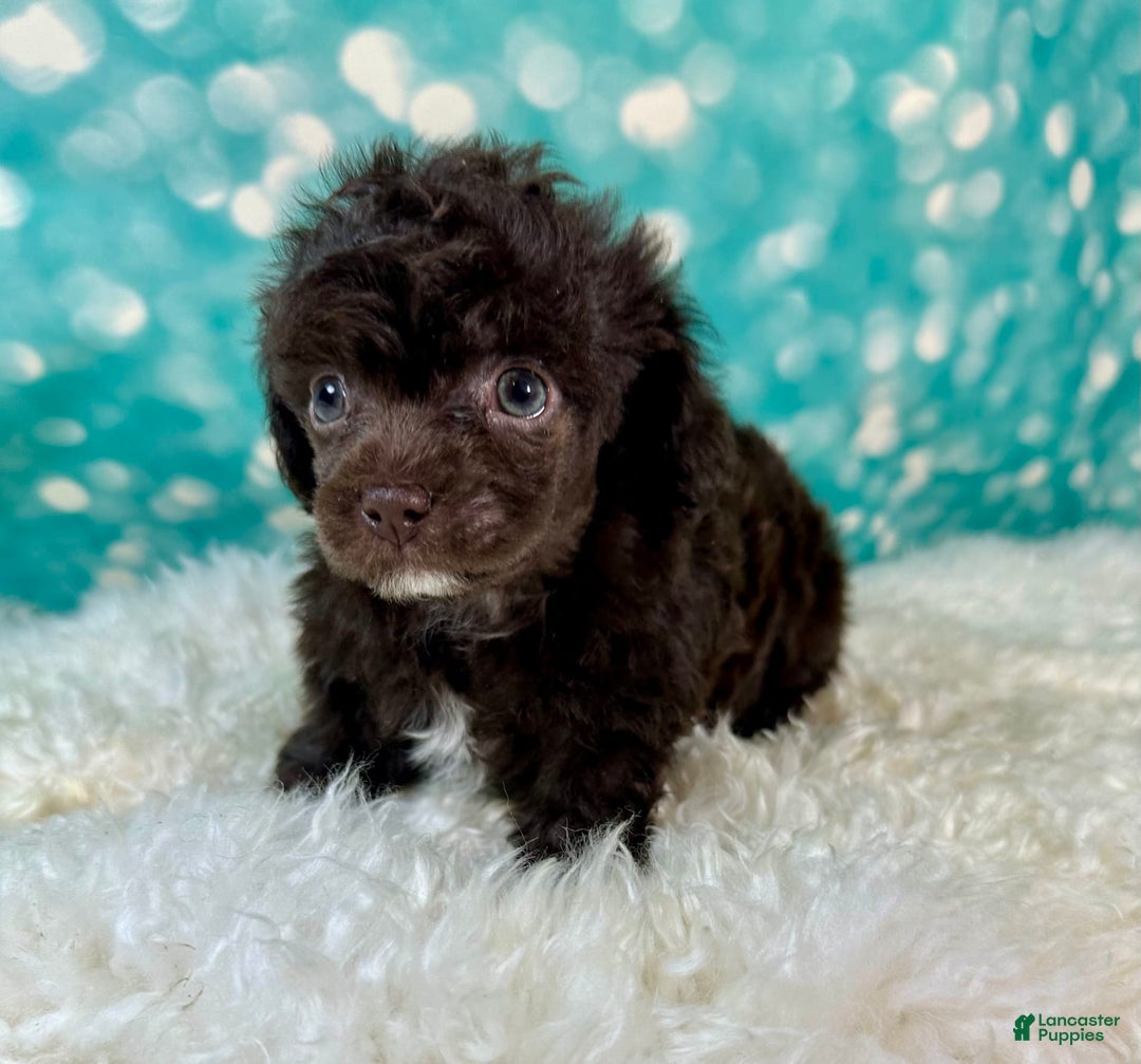 Toy Poodle dogs for sale: Lil Joey! - Image 6