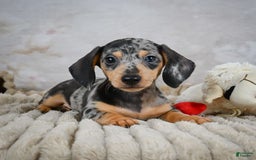 Miniature Dachshund dogs for sale: Ryder - Image 1