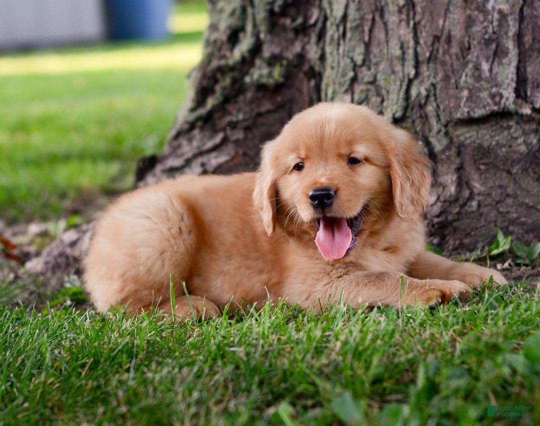 Golden Retriever dogs for sale: Jack - Image 7