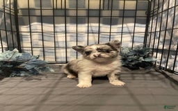 Pomchi dogs for sale: Blu - Image 2
