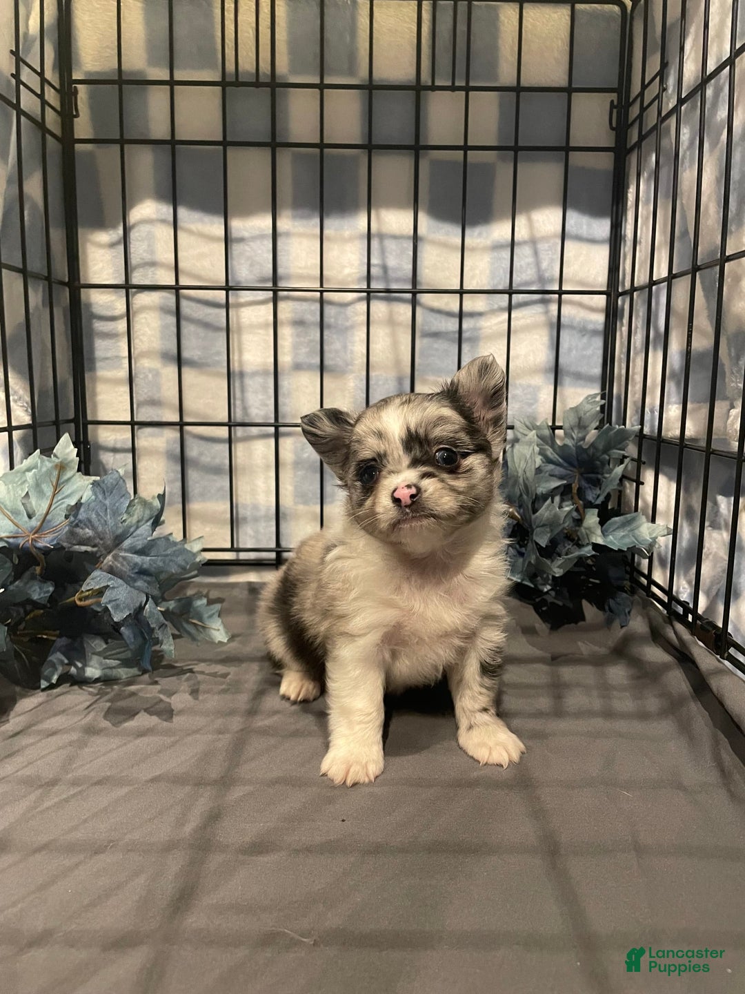 Pomchi dogs for sale: Blu - Image 2