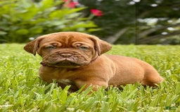 Dogue De Bordeaux dogs for sale: Green Female - Image 1