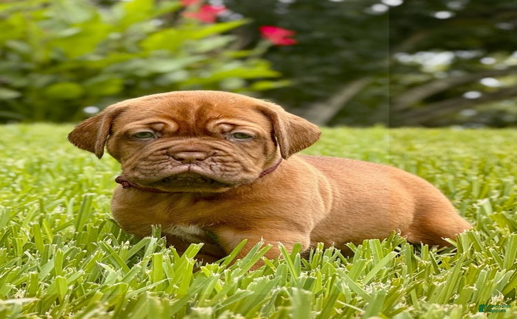Dogue De Bordeaux dogs for sale - Ad 1
