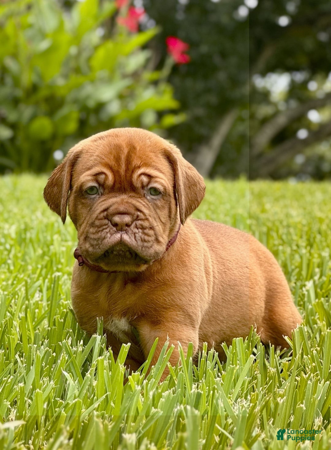 Dogue De Bordeaux dogs for sale: Green Female - Image 1