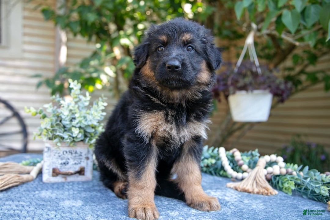 German Shepherd dogs for sale: Georgia - Image 1