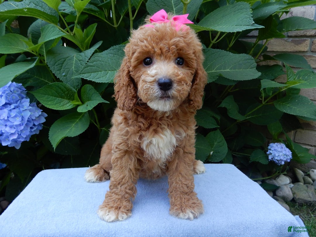 Mini Goldendoodle dogs for sale: Janice - Image 4