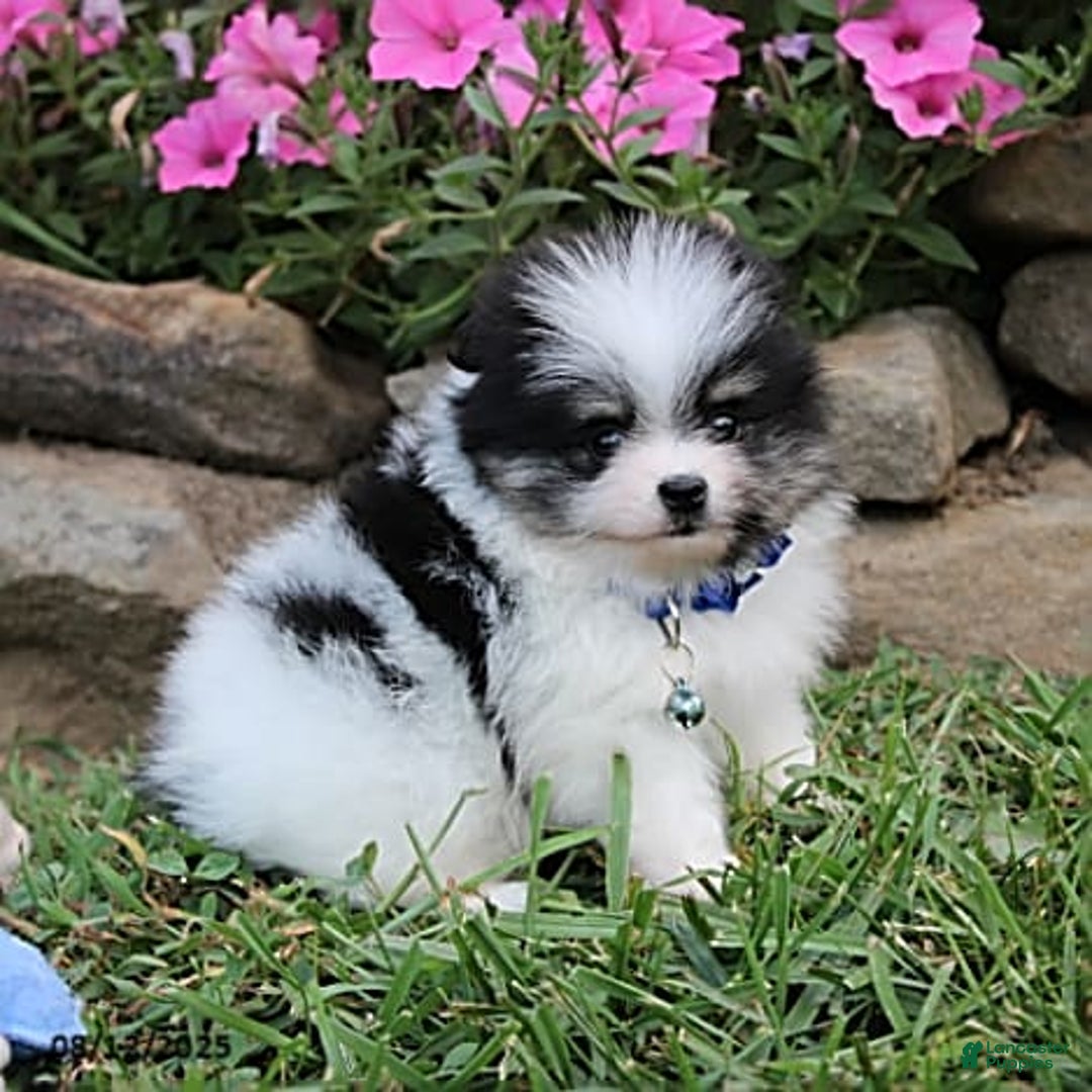 Pomeranian dogs for sale: Karter - Image 2