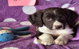 English Springer Spaniel dogs for sale: Jonie - Image 5