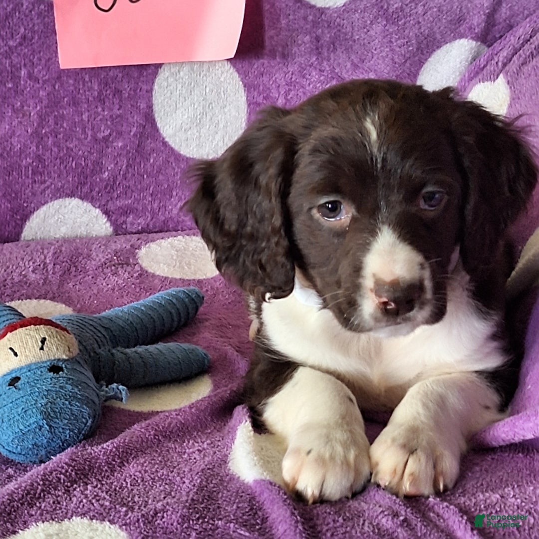 English Springer Spaniel dogs for sale: Jonie - Image 5