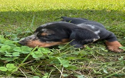 Miniature Dachshund dogs for sale: Maximus - Image 3