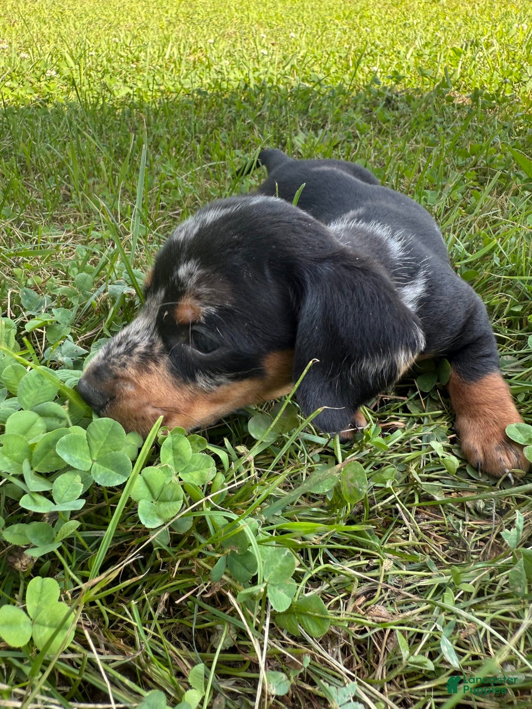 Miniature Dachshund dogs for sale: Maximus - Image 3