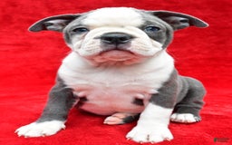Boston Terrier dogs for sale: Jane - Image 5