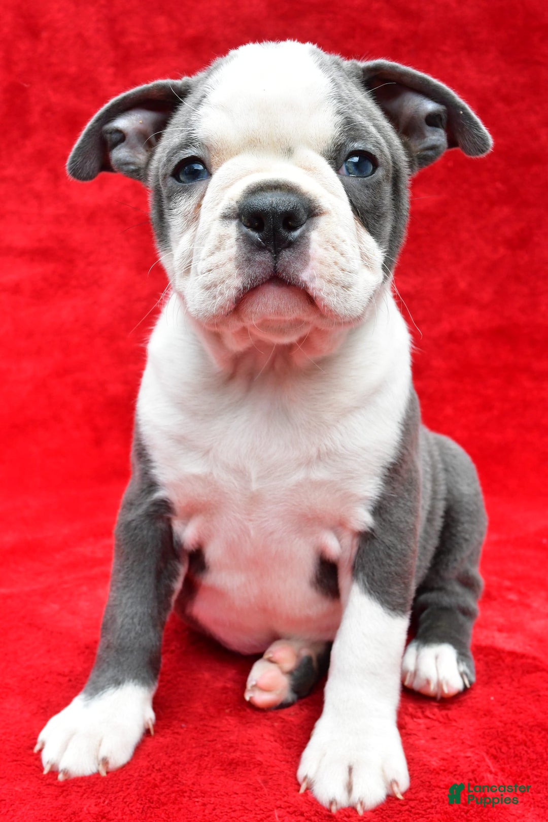 Boston Terrier dogs for sale: Jane - Image 5