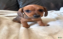 Miniature Dachshund dogs for sale: Green - Image 1