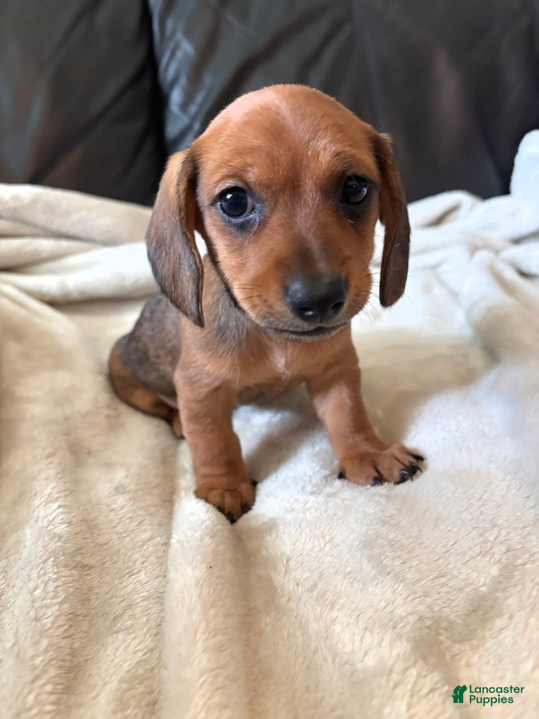 Miniature Dachshund dogs for sale: Green - Image 1