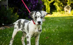 Great Dane dogs for sale: Electra - Image 16