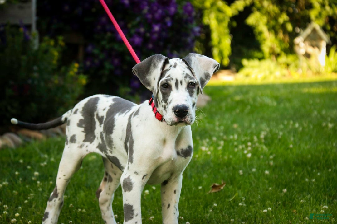 Great Dane dogs for sale: Electra - Image 16