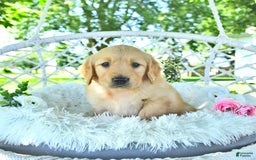 Golden Retriever dogs for sale: Ava - Image 2