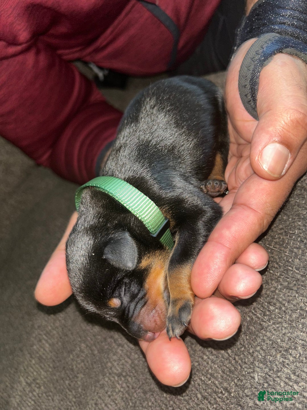 Doberman Pinscher dogs for sale: Green Collar - Image 3