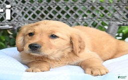 Golden Retriever dogs for sale: Lori - Image 3