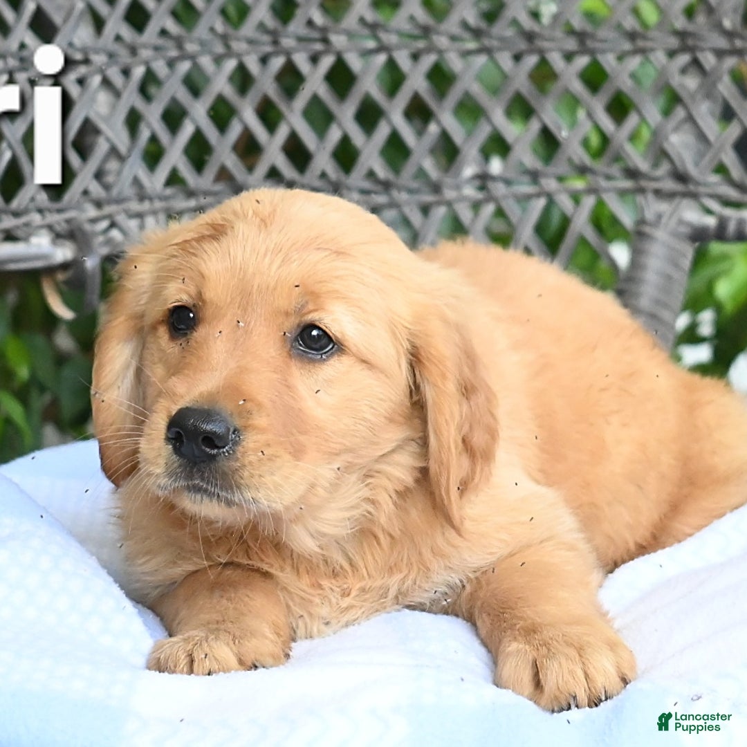 Golden Retriever dogs for sale: Lori - Image 3