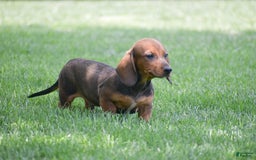 Dachshund dogs for sale: Weston - Image 3