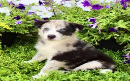Australian Shepherd dogs for sale: Australian Shepherd 8 puppies - Image 8