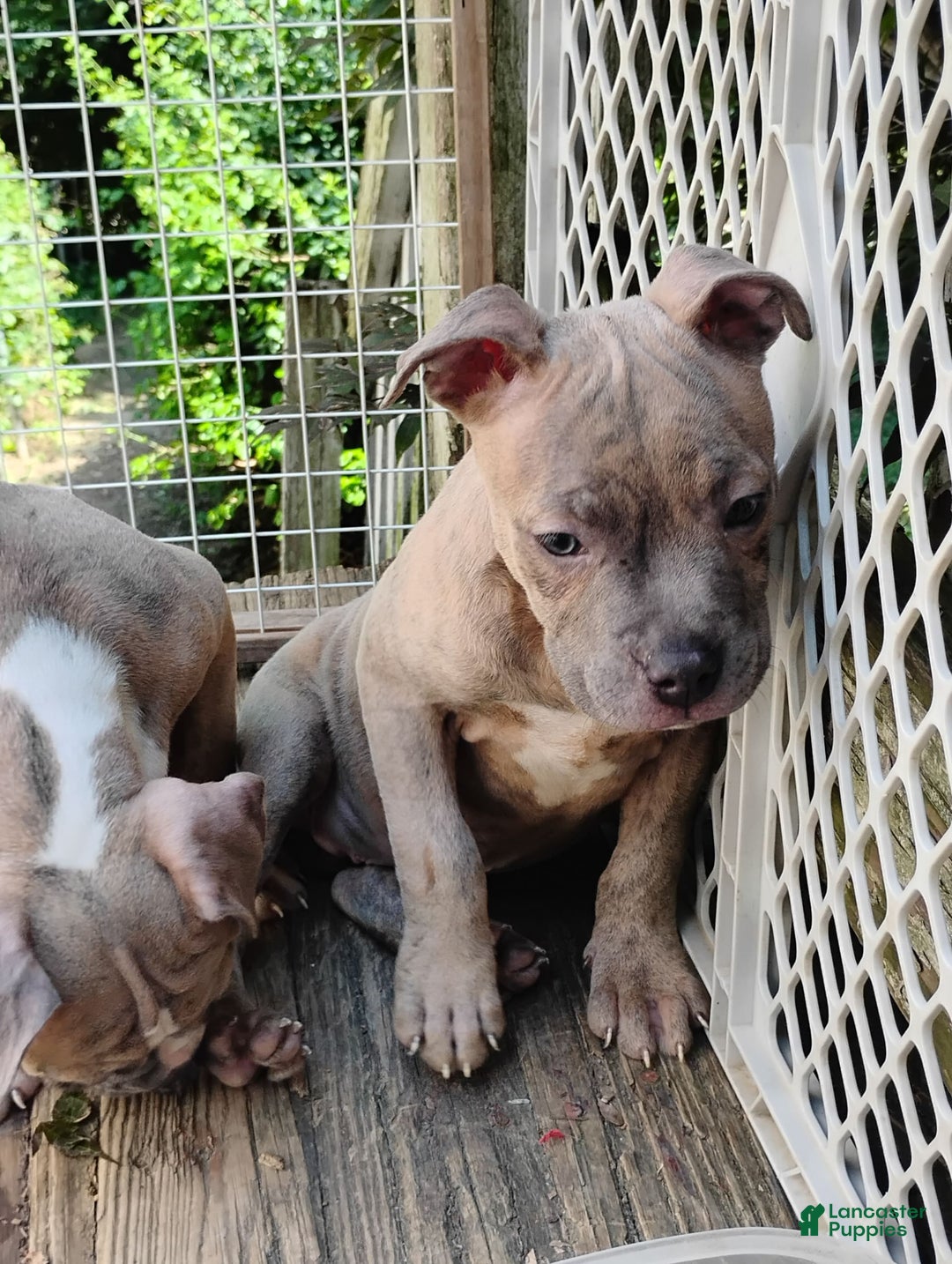 American Bully dogs for sale: Coolade - Image 8
