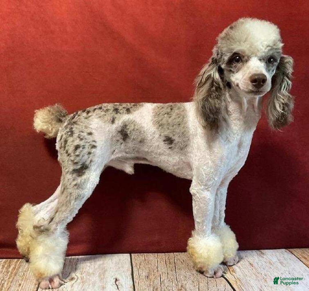 Mini Bernedoodle dogs for sale: Jerry - Image 15