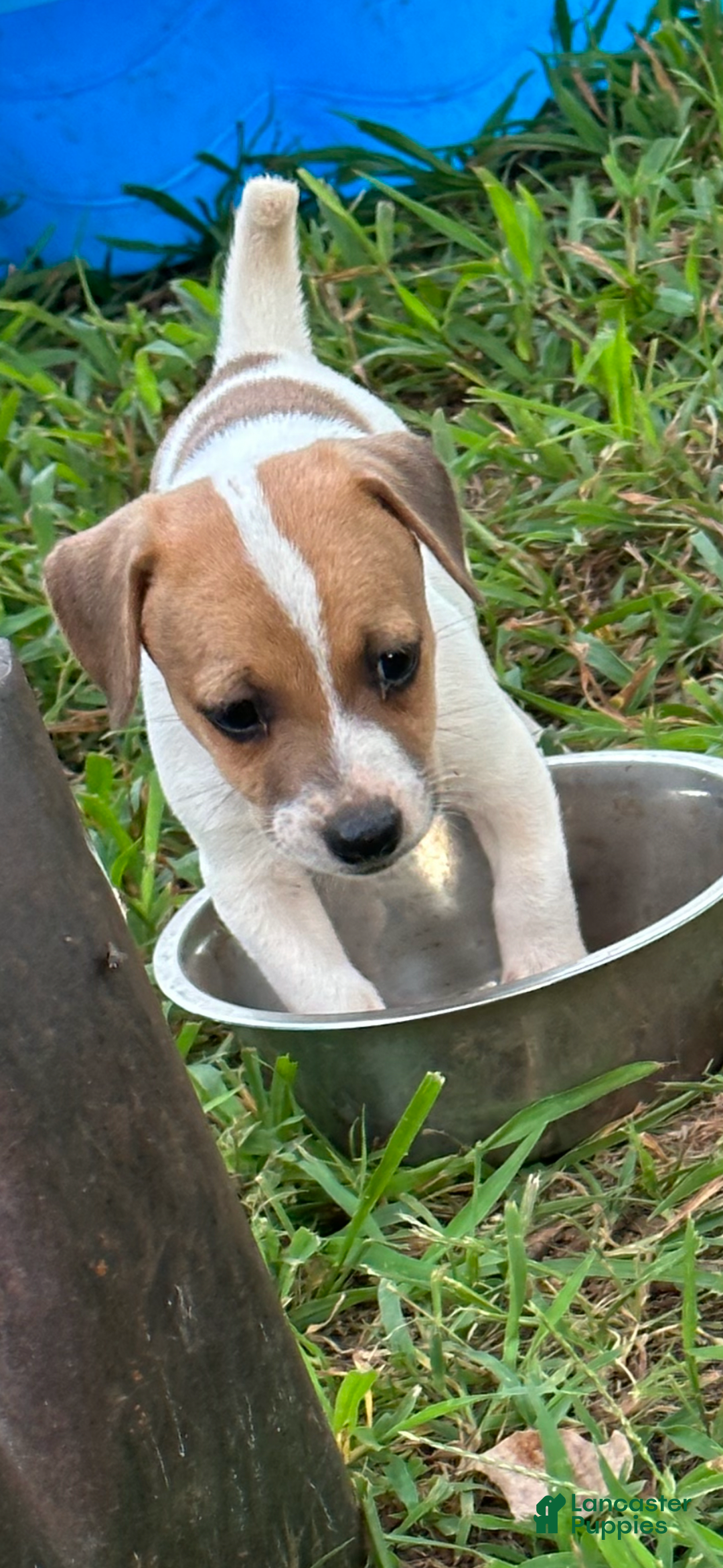 Jack Russell Terrier dogs for sale: Boy 2 - Image 1