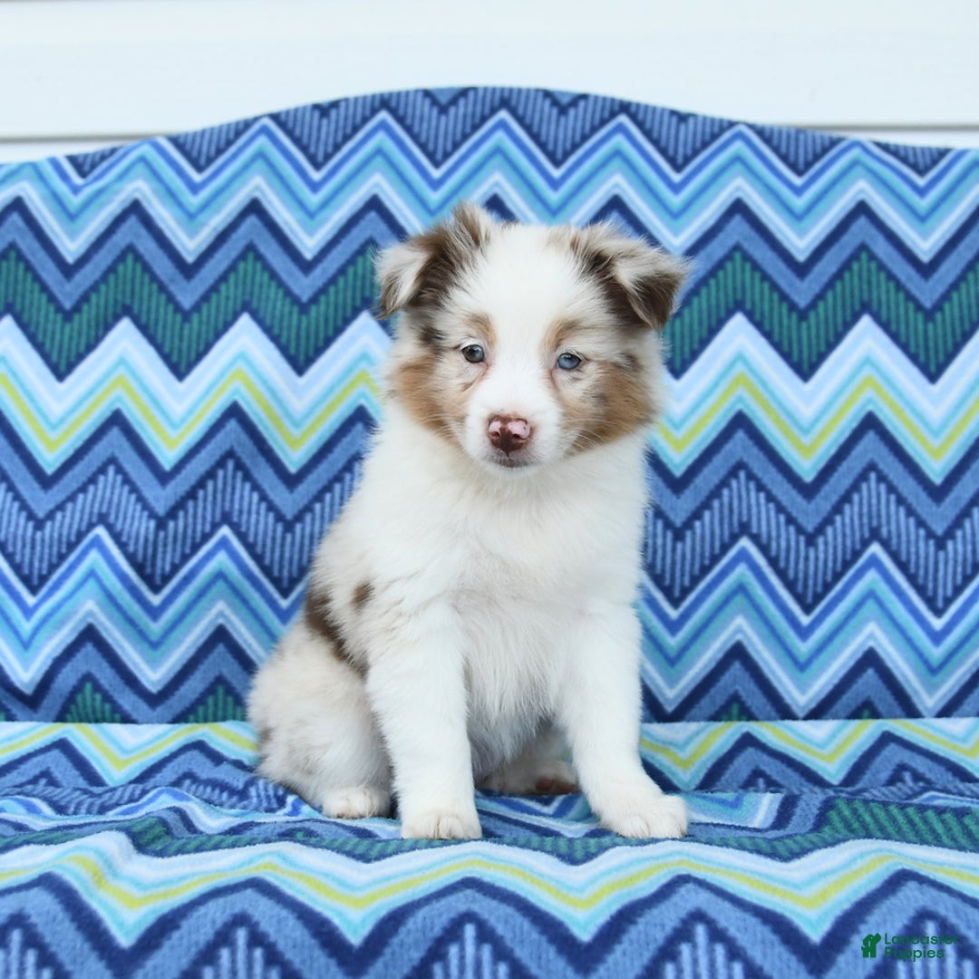 Miniature Australian Shepherd dogs for sale: Miniature Australian Shepherd 5 puppies - Image 3