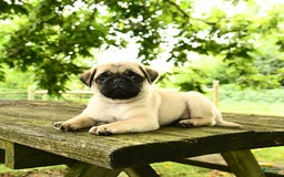 Pug dogs for sale: Jasper - Image 2
