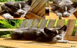 Siberian Husky dogs for sale: Akc Lincoln - Image 1