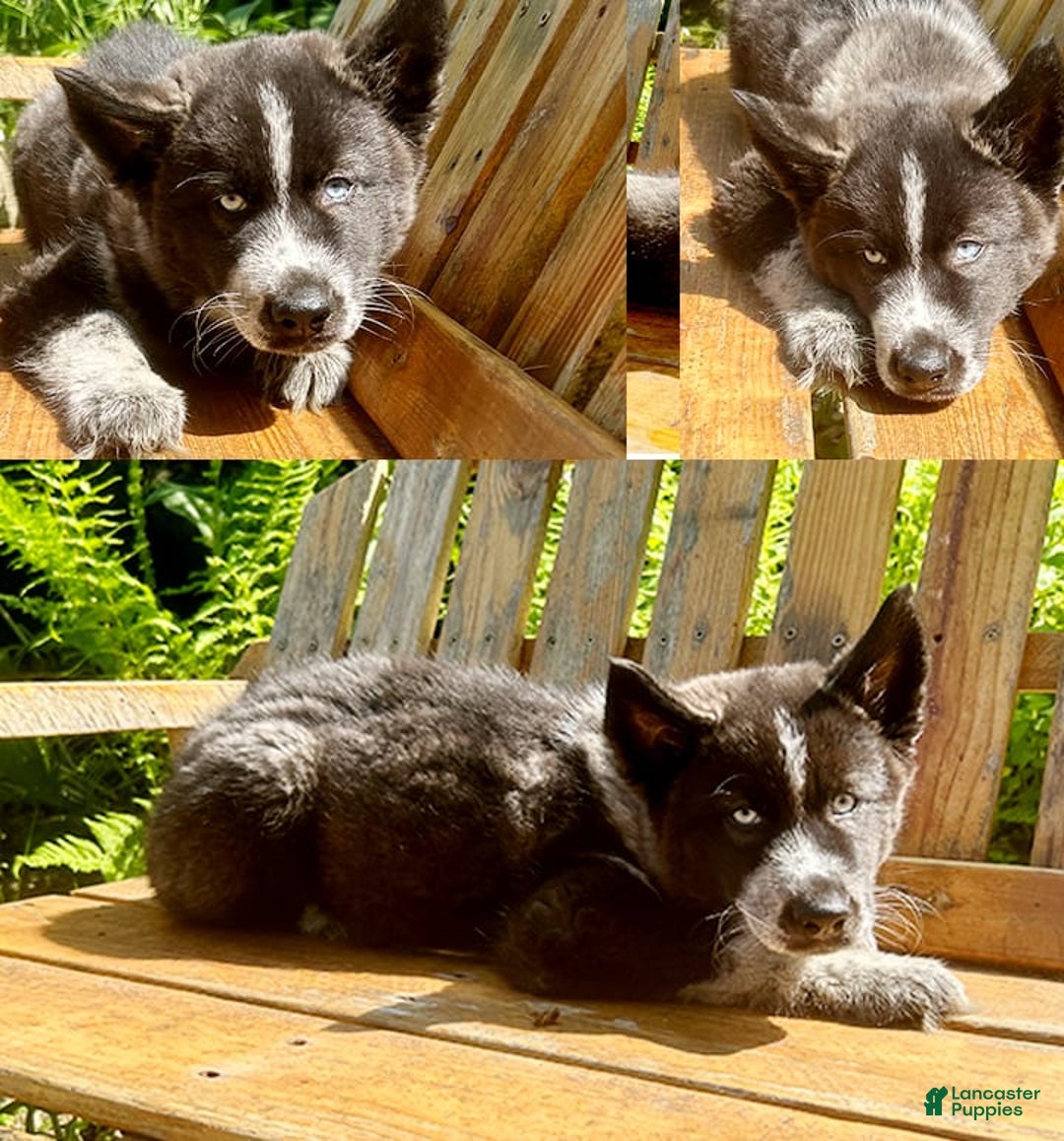 Siberian Husky dogs for sale: Akc Lincoln - Image 1