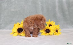 Miniature Poodle dogs for sale: Viking - Image 8